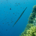 P9020414.jpg