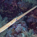 P9020421.jpg