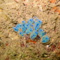 IMG_2157.jpg
