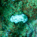 IMG_2721.jpg