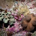 IMG_4468.jpg