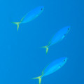 IMG_4545.jpg