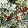 IMG_4546.jpg