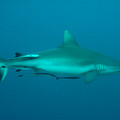 IMG_4549.jpg