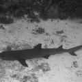 IMG_4593.jpg