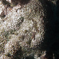 IMG_4597.jpg