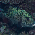 IMG_4605.jpg