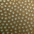 IMG_4663.jpg