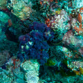 IMG_4679.jpg
