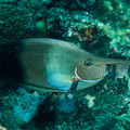 IMG_4729.jpg