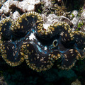 IMG_4742.jpg