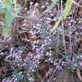 IMG_2247.JPG
