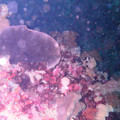 PICT0007_001.jpg