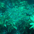 PICT0009.jpg