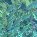PICT0010.jpg