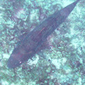 PICT0014.jpg