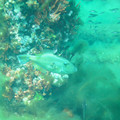 PICT0031.jpg