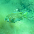 PICT0039.jpg