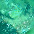 PICT0042.jpg