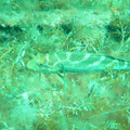 PICT0045.jpg