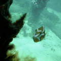 PICT0063.jpg