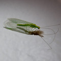 IMG_5655.jpg