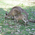 IMG_0706.jpg