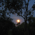 IMG_0565.jpg