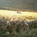 ireland_0968.jpg