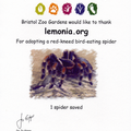 Spider.png