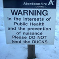 ducks01.jpg