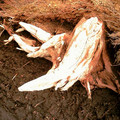 scot04_1217.jpg