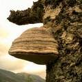 scot04_1222.jpg