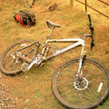 stag2_1441.jpg