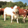 CH_0312.jpg