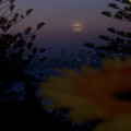 100_6640.jpg